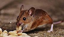 24 Hour & Emergency Exterminators in Pella, IA